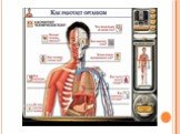 Уровни организации живой системы Слайд: 17