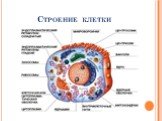 Строение клетки