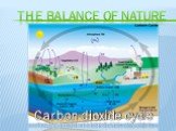 Carbon dioxide cycle