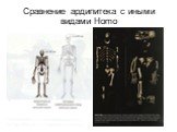 Сравнение ардипитека с иными видами Homo