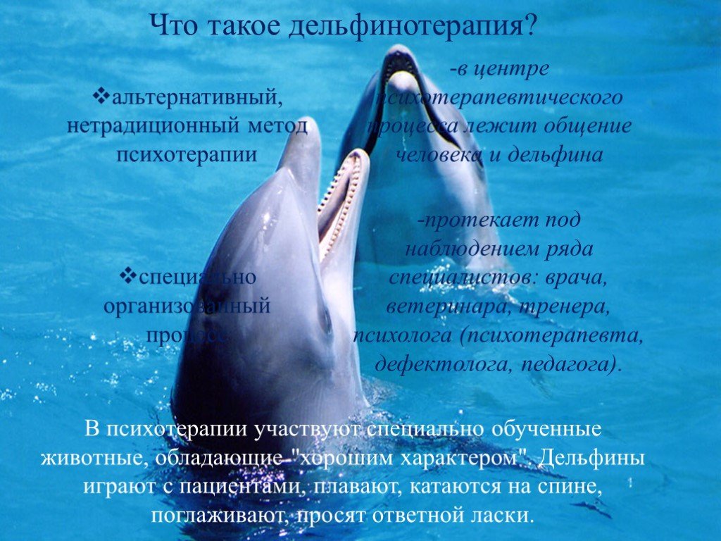 Дельфин какой звук. Дельфины. Дельфины общение. Дельфины фото. Разговор дельфинов.