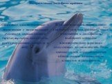 Дельфинотерапия Слайд: 4