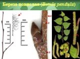 Береза повислая (Betula pendula)