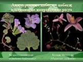 Анизотропные побеги – побеги, изменяющие направление роста. Будра плющевидная (Glechoma hederaceae). Клюква болотная (Oxycoccus palustris)