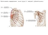 Места начала и прикрепления мышц груди (А - передней зубчатой мышцы)