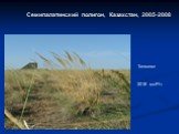 Семипалатинский полигон, Казахстан, 2005-2008. Тонконог 2018 мкР/ч
