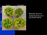 Влияние засухи и инокуляции на рост растений салата
