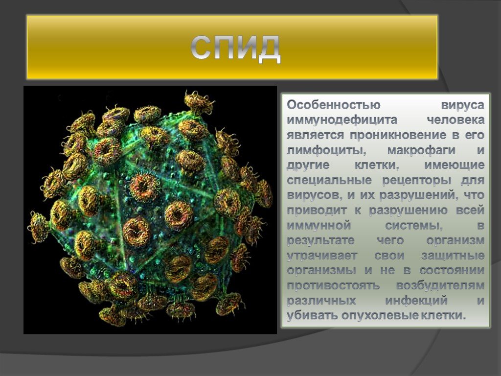 Вирус живущий в организме человека. Сообщение о вирусе по биологии. Информация о вирусах. Информация о вирусах по биологии 5 класс.