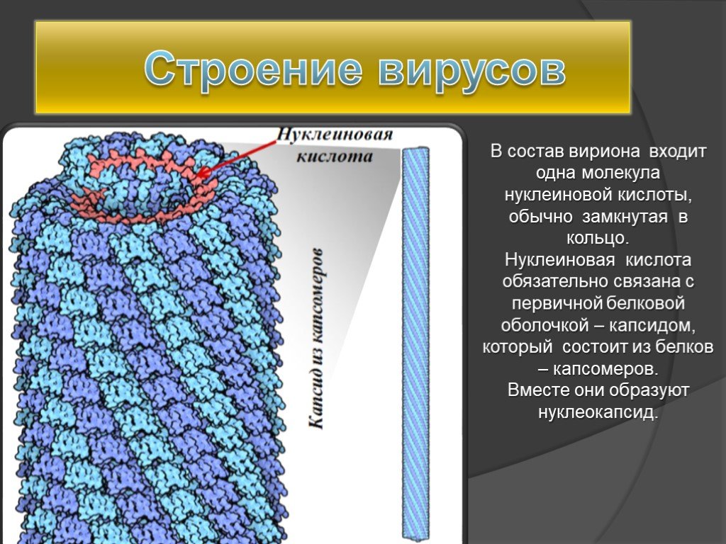 Вирусы состоят из нуклеиновой кислоты. В состав вирусов входит. Строение нуклеиновых кислот вирусов. Строение вириона нуклеиновая кислота. Структура входящая в состав вируса.