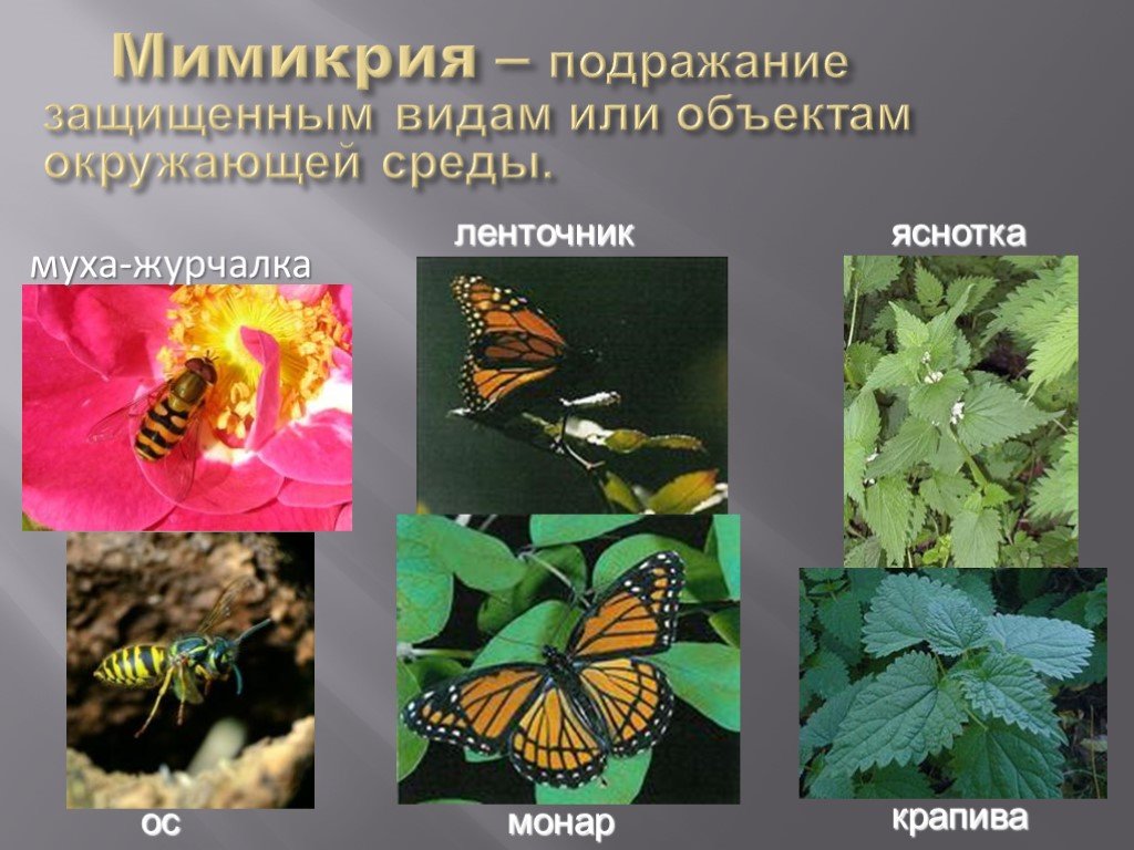 В какой среде обитает бабочка