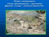 Объект исследования: Отряд зайцеобразные – Lagomorpha Даурская пищуха – Ochotona daurica Pall.