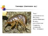 Гаммарус (Gammarus sp.). Типу- членистоногих Подтипу- жабродышащие Классу- ракообразные Семейству -гаммариды Род –гаммарус