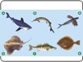 Многообразие рыб Слайд: 4