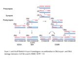 Xuan Li and Wolf-Dietrich Heyer Homologous recombination in DNA repair and DNA damage tolerance Cell Research (2008) 18:99–113