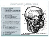 Мимические мышцы лица. 1 – черепной апоневроз: 2 – лобная мышца; 3 – часть области век круговой мышцы глаза; 4 – глазничная часть круговой мышцы глаза; 5 – медиальная связка век; 6 – латеральная сухожильная полоска; 7 – мышца гордецов; 8 – мышца, сморщивающая бровь; 9 – собственно носовая мышца; 10 