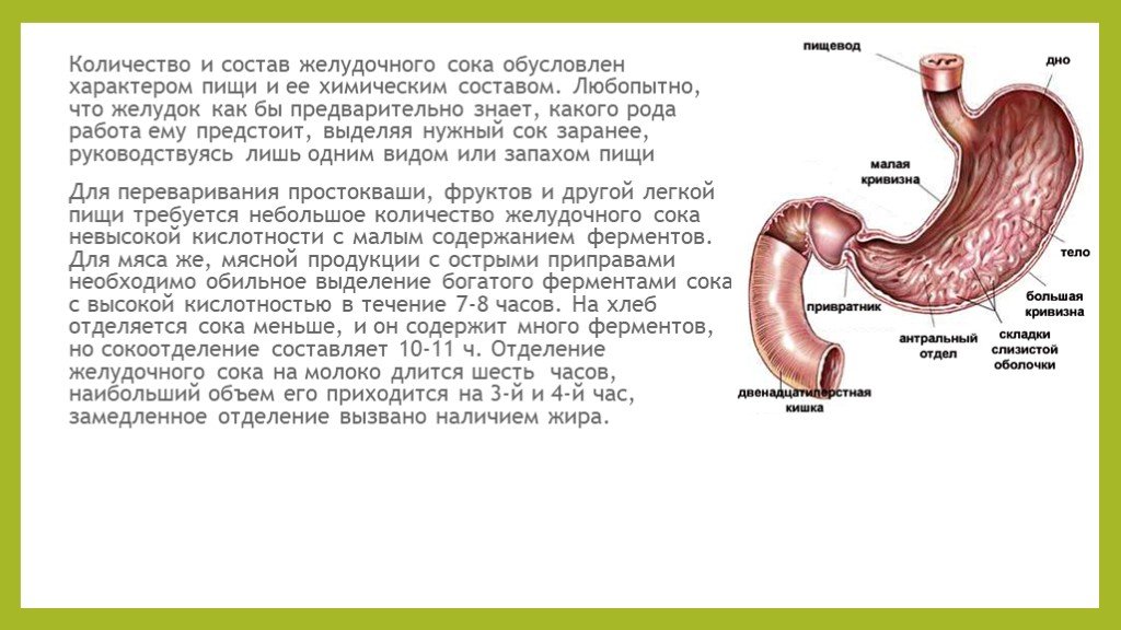 В какой состав органов входит желудок. Пищеварение в желудке желудочный сок.