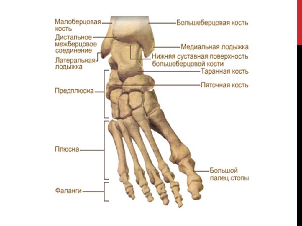 Строение стопы анатомия. Строение стопы человека кости. Кости стопы анатомия названия. Стопа строение костная анатомия. Кость стопы строение.