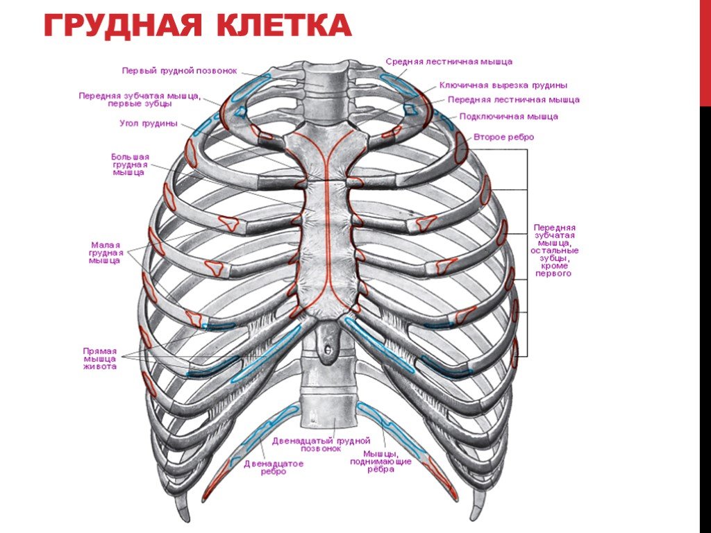 Грудное отверстие. Передняя поверхность грудной клетки до 2 ребра. Реберная дуга анатомия человека. Ребра анатомия человека строение. Анатомия ребер грудной клетки.