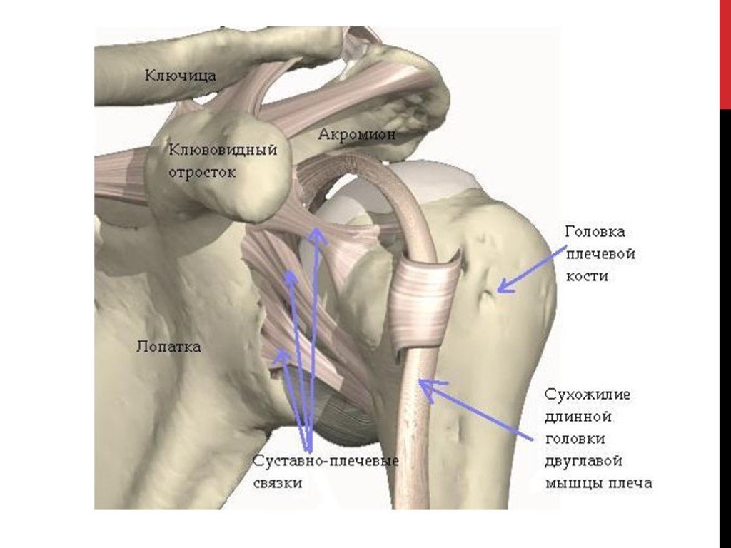 Стучит плечо. Плечевой сустав анатомия строение кости. Связочный аппарат плечевого сустава. Строение плечевого сустава и мышцы. Связки плечевого сустава анатомия.