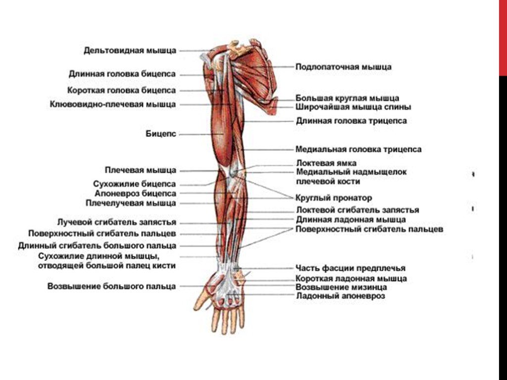Части верхней конечности человека. Мышцы плечевого пояса и руки. Названия мышц рук и плеч человека. Мышцы верхнего плечевого пояса анатомия.