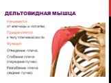 Дельтовидная мышца. Начинается от ключицы и лопатки; Прикрепляется к телу плечевой кости. Функция: Отведение плеча, Сгибание плеча (передние пучки), Разгибание плеча (задние пучки).