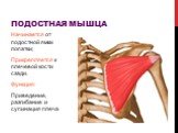 Подостная мышца. Начинается от подостной ямки лопатки; Прикрепляется к плечевой кости сзади. Функция: Приведение, разгибание и супинация плеча