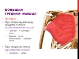 Функция: При опоре на ключицу, грудину и ребра (проксимальная опора) Приводит и пронирует плечо Верхние пучки обеспечивают сгибание плеча; При опоре на плечо (дистальная опора) поднимает ребра.