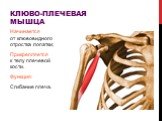 Клюво-плечевая мышца. Начинается от клювовидного отростка лопатки; Прикрепляется к телу плечевой кости. Функция: Сгибание плеча.