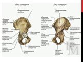 Анатомия Слайд: 86