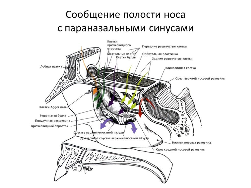 Передняя полость. Клиновидно-решетчатое углубление. Носовой анализатор. Клиновиднорешетчатое углебление. Сообщение пазух с полостью носа.