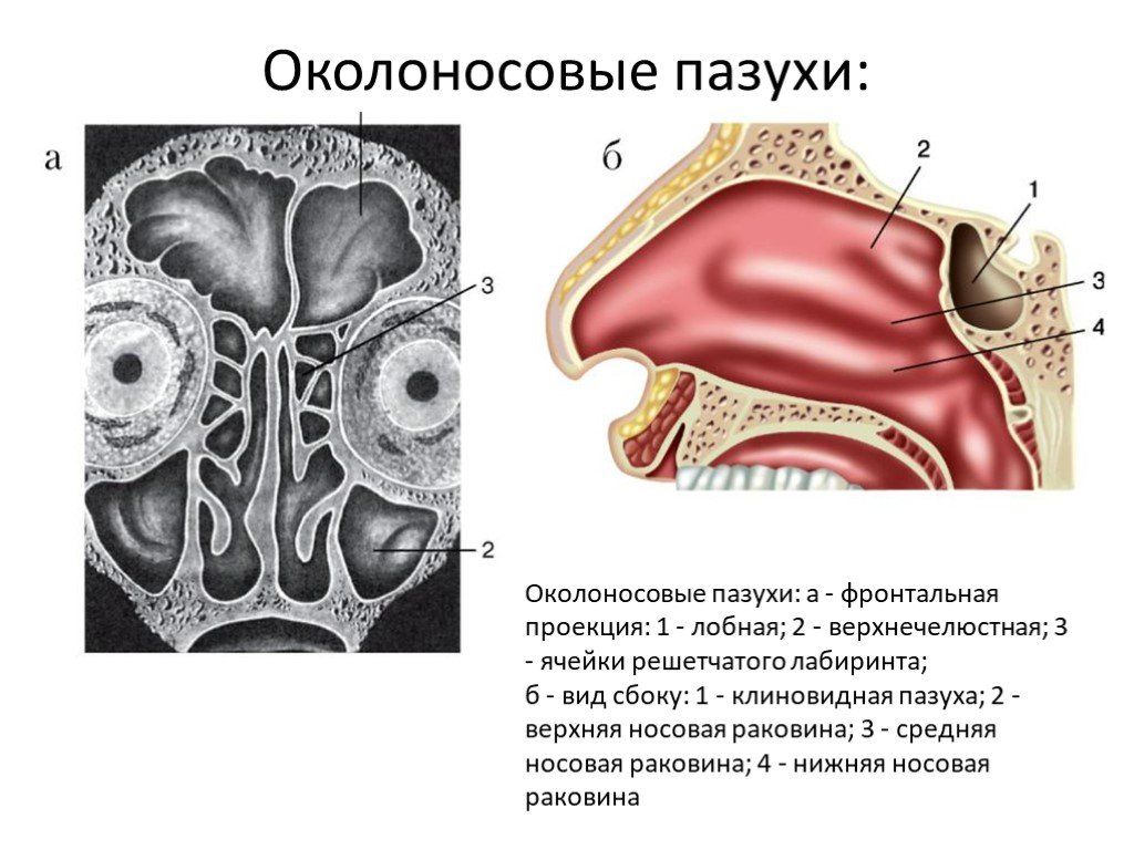 Полость носа носовые пазухи