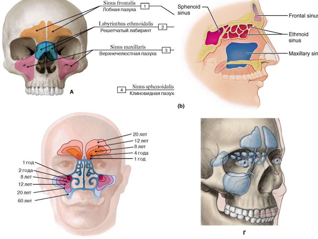 Лобный синус. Апертура лобной пазухи, apertura Sinus frontalis. Решетчатый Лабиринт и клиновидные пазухи. Верхнечелюстная пазуха (Sinus maxillaris). Лобная пазуха (Sinus frontalis.