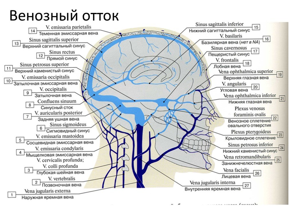 Нижний внутренний. Верхний Сагиттальный синус твердой мозговой. Синусы твердой оболочки головного мозга схема. Схема сообщений синусов твердой мозговой оболочки. Теменные эмиссарные вены.