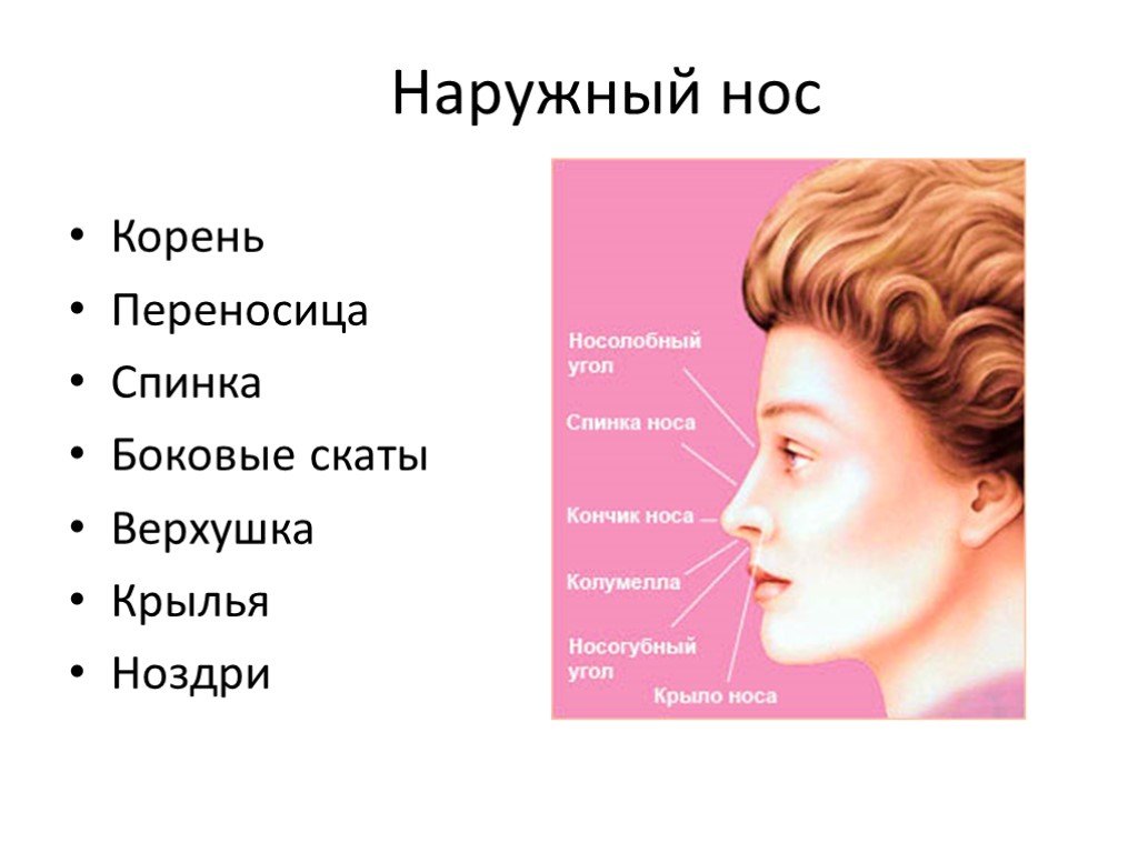 Нос цветная схема