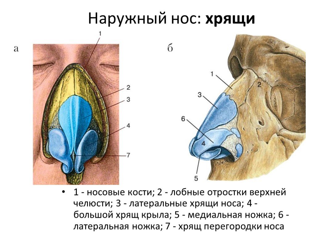 Со связками. Наружный нос строение хрящи. Кости и хрящи носа анатомия. Хрящи носа анатомия строение. Строение наружного носа хрящей носа.