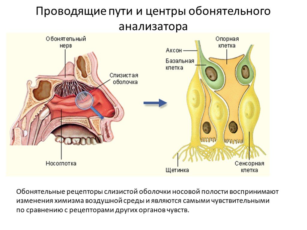 Обонятельные рецепторы. Рецепторы обонятельного анализатора. Обонятельный анализатор. Рецепторы обоняния. Обонятельный анализатор Рецептор обонятельный нерв. Строение анализатора обоняния схема.