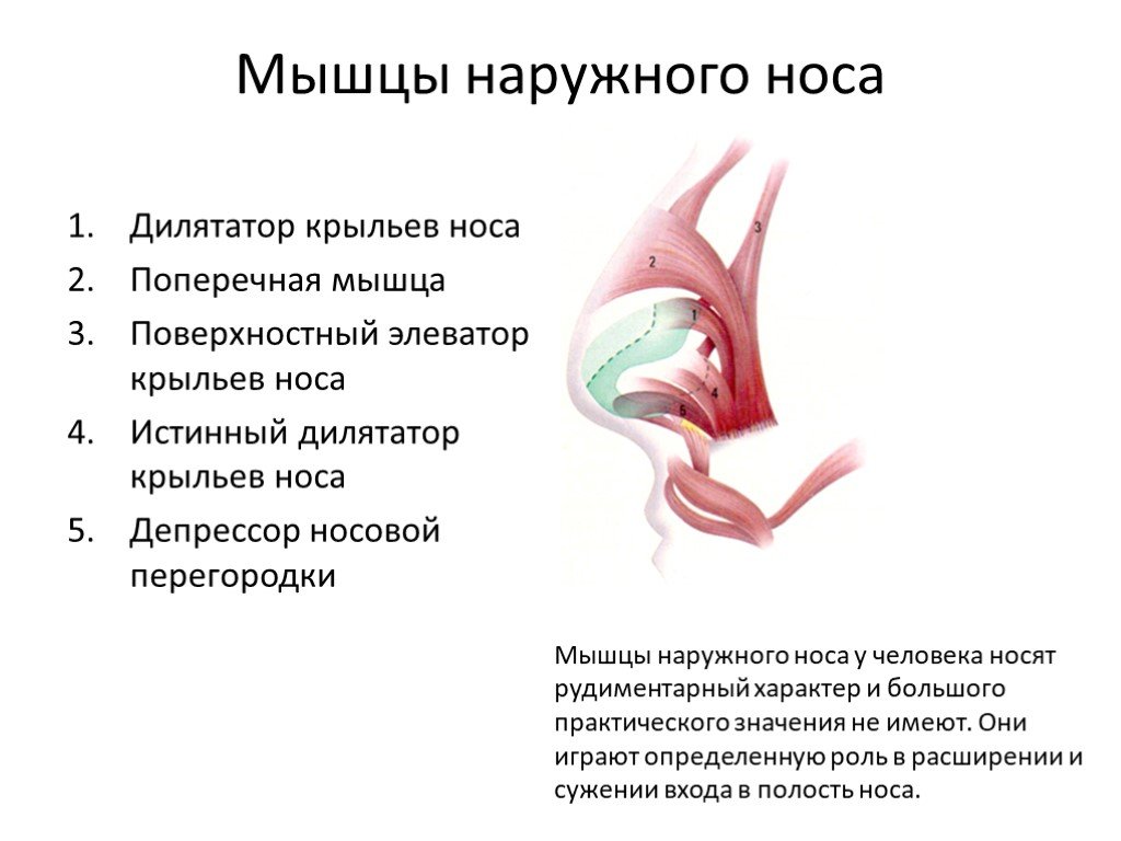 Мышцы носовой полости