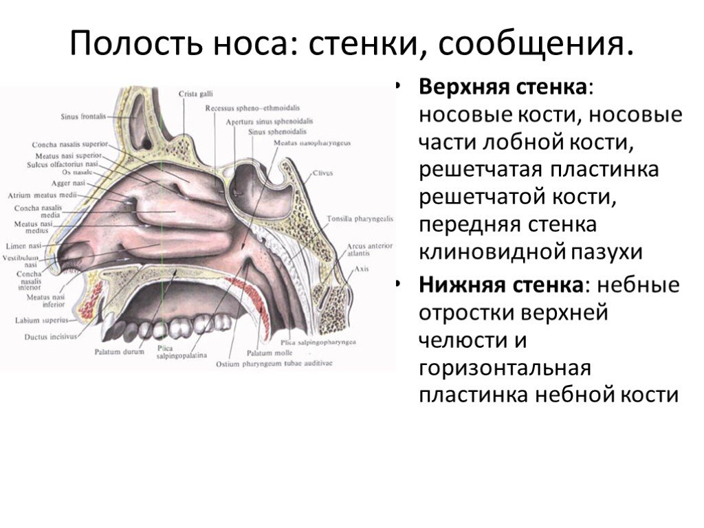 В верхний носовой ход открывается пазуха. Верхняя стенка полости носа образована. Носовая полость строение анатомия стенки. Какие кости образуют стенки полости носа.