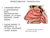 КРОВОСНАБЖЕНИЕ ПОЛОСТИ НОСА. клиновидно-нёбная (a. sphenopalatine) ветвь верхнечелюстной артерии из системы наружной сонной артерии . глазная артерия (a. ophthalmica) из системы внутренней сонной артерии. 1 - клиновидно-нёбная артерия; 2 - решетчатые артерии