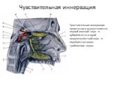 Чувствительная иннервация. Чувствительная иннервация полости носа осуществляется первой (глазной нерв - n. ophtalmicus) и второй (верхнечелюстной нерв - n. maxillaris) ветвями тройничного нерва.