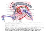 Наружный пучок, обогнув sulcus lateralis большого мозга, достигает коркового центра обоняния, расположенного в крючке (uncus) височной доли. Промежуточный пучок, проходя в гипоталамической области, заканчивается в сосцевидных телах и в среднем мозге (красное ядро). Медиальный пучок разделяется на дв