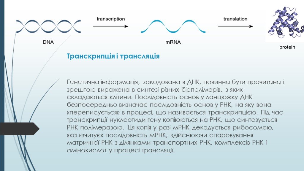 Открытие днк презентация