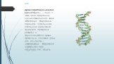 Дезоксирибонуклеїнова кислота(ДНК) — один із двох типів природних нуклеїнових кислот, який забезпечує зберігання, передачу з покоління в покоління і реалізацію генетичної програми розвитку й функціонування живих організмів. Основна роль ДНК в клітинах — довготривале зберігання інформації про структу