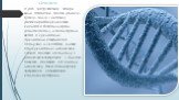 СТРУКТУРА. У ДНК зустрічається чотири види азотистих основ (аденін, гуанін, тимін і цитозин). Дезоксирибонуклеїнова кислота є біополімером (поліаніоном), мономерами якого є нуклеотиди. Нуклеотиди ковалентно сполучені між собою в довгі полінуклеотидні ланцюжки. Кожна основа на одному з ланцюжків зв'я