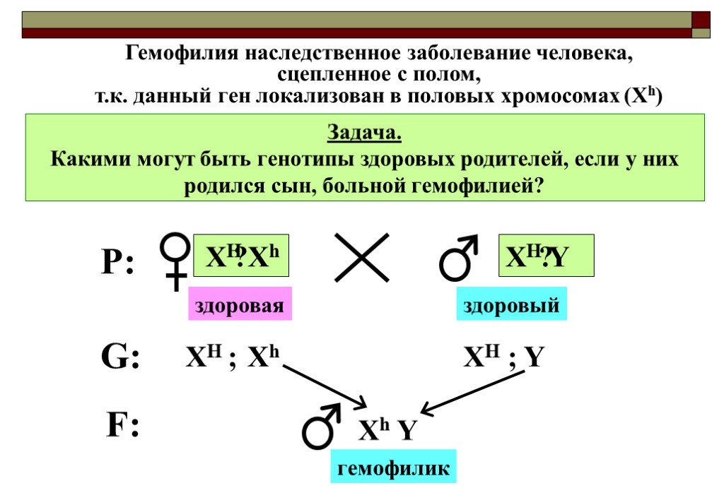 Презентация решение задач на сцепленное с полом наследование 10 класс