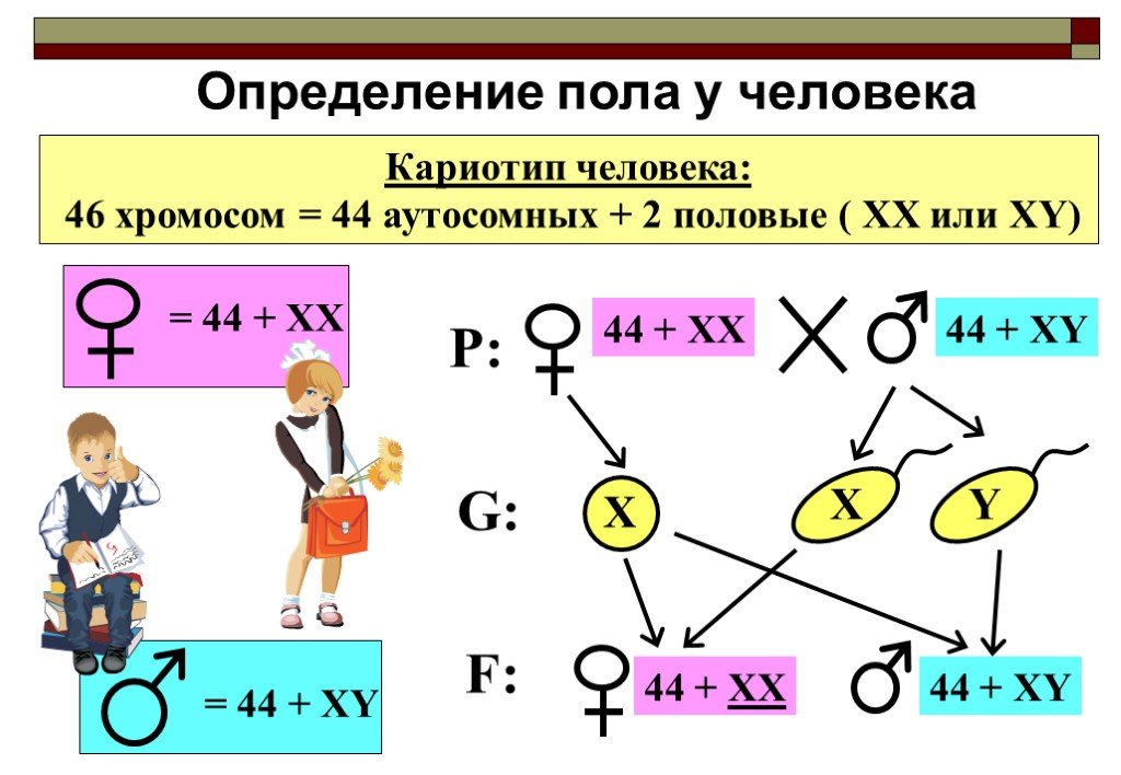 Пол человека. Схема хромосомного определения пола человека. Определение пола. Определение пола у человека. Определение пола схема.