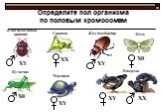 Определите пол организма по половым хромосомам