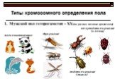 Типы хромосомного определения пола. 1. Мужской пол гетерогаметен – ХY(две разные половые хромосомы). двукрылые млекопитающие. жёсткокрылые (жуки)