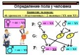 Определение пола у человека. Кариотип человека: 46 хромосом = 44 аутосомных + 2 половые ( ХХ или ХY). 44 + ХХ 44 + ХY G: P: F: