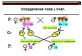 Определение пола у пчёл. оплодотворение. неоплодотворённое. без деления